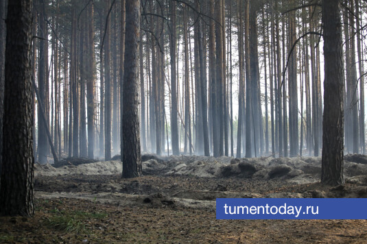 : tumentoday.ru