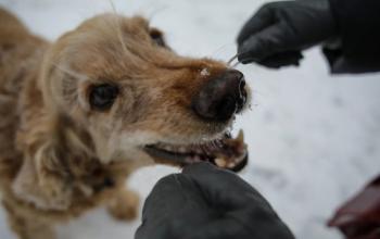 Пострадавший от нападения бездомной собаки юный тюменец получит компенсацию