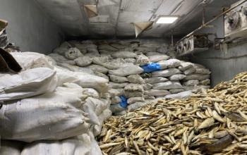 В Тюмени оштрафовали контрабандиста за незаконный оборот более 143 тонн рыбы