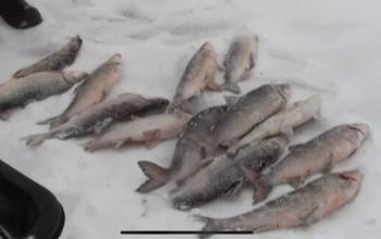 В Тюменской области поймали браконьера, который незаконно ловил рыбу