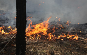 С начала пожароопасного сезона в тюменских лесах не допущено ни одного возгорания