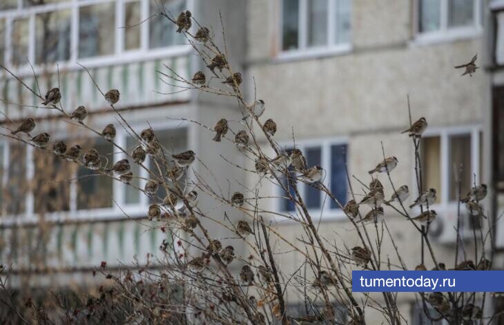 В Тюмени 16 февраля будет пасмурно и ветрено