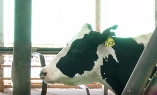 Тюменская корова-рекордсменка дала за сутки 80 литров молока