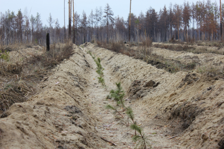 Фото предоставлено департаментом лесного комплекса Тюменской области