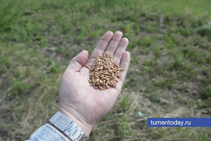 Посевная закончена в Тюменской области на 95%