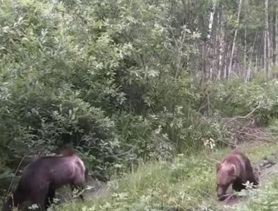 В Тюменской области медведь уничтожил камеру слежения