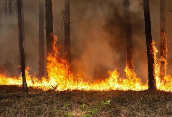 На территории Тюменской области действует один лесной пожар