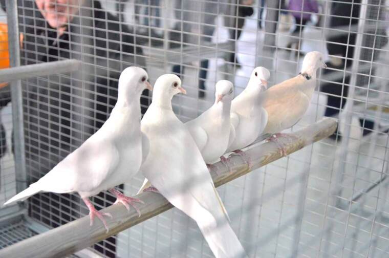 Голуби воркуют о любви…