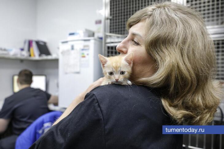 За полгода в Тюмени было отловлено более 500 собак и кошек