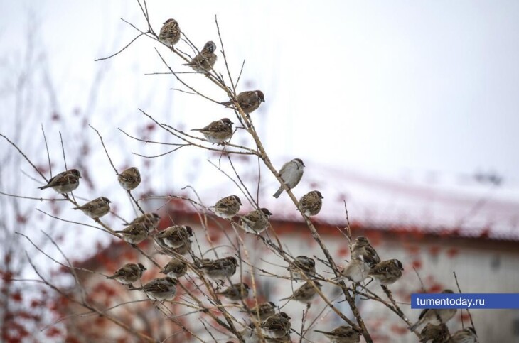 20 ноября в Тюмени будет 0, а по ощущениям -5 градусов