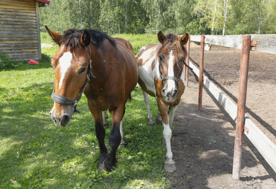Из Тюмени в Казахстан пытались незаконно вывезти 33 лошади