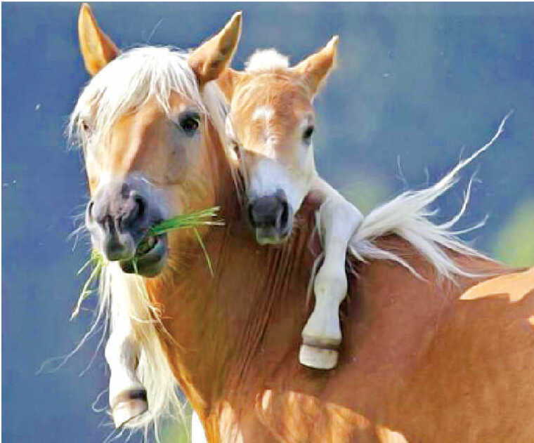 «Высоко сижу – далеко гляжу...»