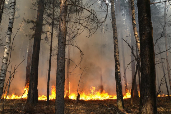 В Тюменской области за сутки зарегистрировали четыре лесных пожара 
