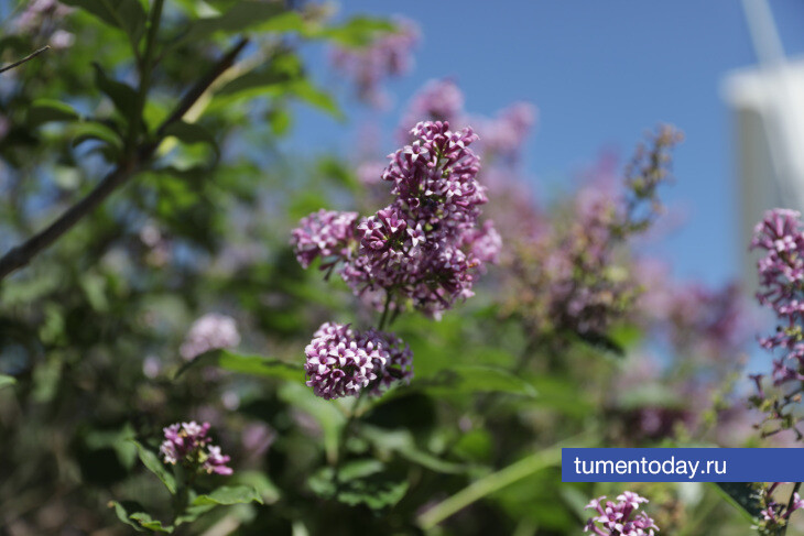 В Тюмени 26 мая ожидается потепление до +14 и дождь