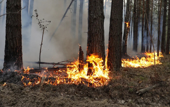 В Тюменской области действует один лесной пожар 