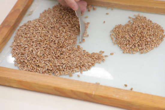 Более 160 тысяч тонн неправильно декларированного зерна и гороха выявили в Тюменской области 