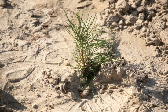 Тюменские военнослужащие высадили деревья в память о погибших боевых товарищах