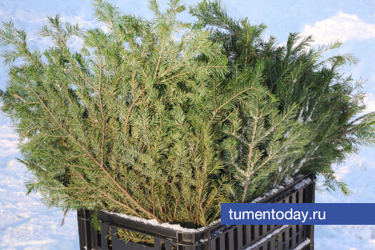 Как подготовить новогоднюю елочку к высадке в открытый грунт: советы тюменского садовода