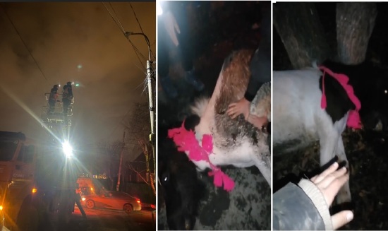 В Тюмени на перекрестке улиц ударом тока убило пони