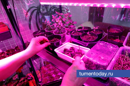 Тюменцам рассказали, с чего начать садовый сезон в январе