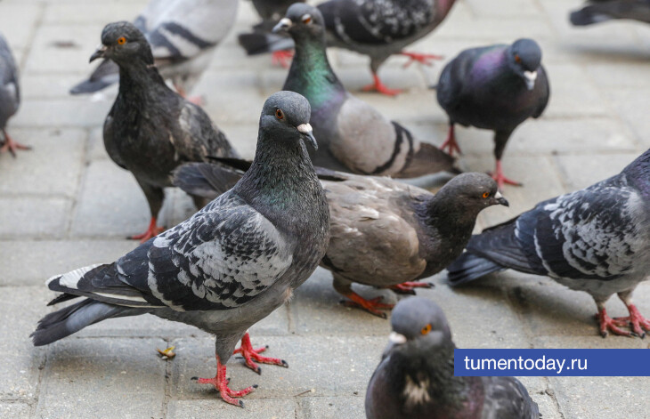 Биолог из Тюмени отмечает рост популяции сизых голубей в городе