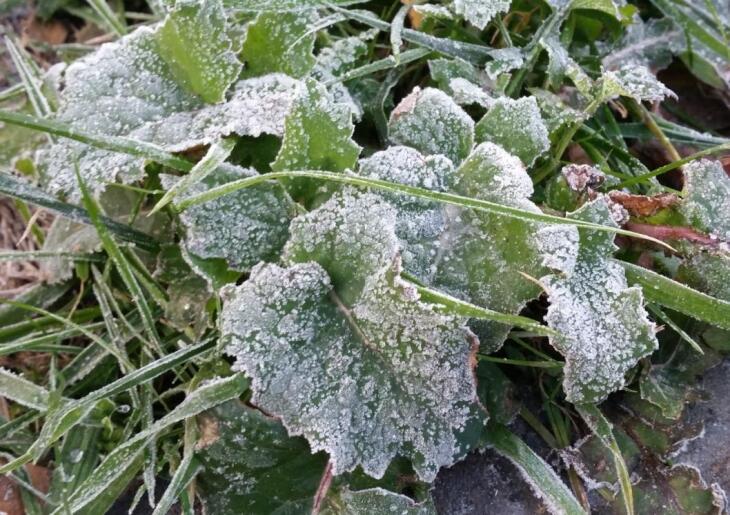 Как защитить растения на даче от ночных заморозков