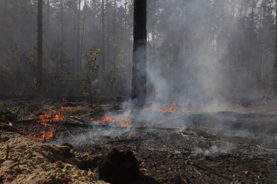 В Тюменской области идет борьба с двумя лесными пожарами