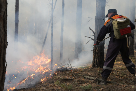 В Тюменской области начнут патрулировать леса