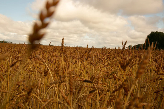 Тюменец открыл бизнес по выращиванию зерновых культур 