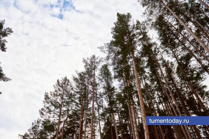 В Тюмени 9 марта будет пасмурно и прохладно