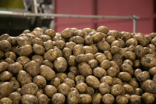 Тюменские ученые научились получать наночастицы серебра из отходов белого картофеля 