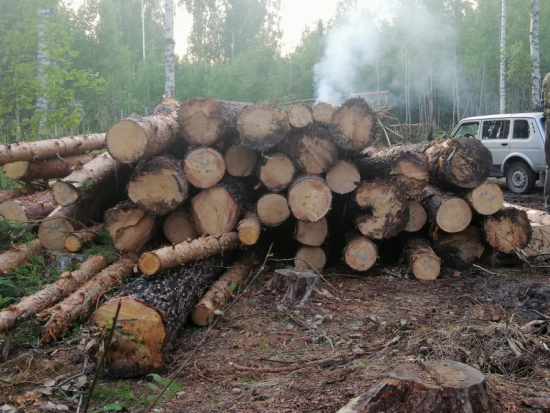 Житель Тюмени незаконно вырубил деревья на один миллион рублей