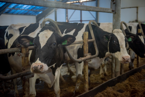 Тюменская область занимает первое место в УФО по производству молока