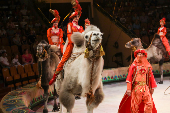 Сельских детей Тюменской области пригласили на цирковое шоу, приуроченное к 80-летию региона