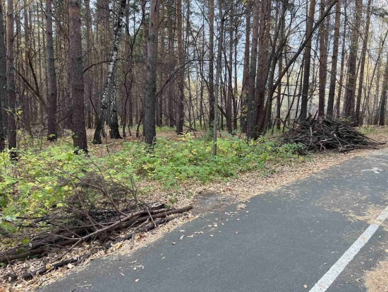 В Затюменском экопарке во время субботника собрали 70 кубометров валежника