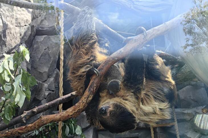 В Екатеринбургском зоопарке появился на свет маленький ленивец