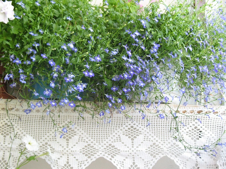 Ишимская кружевница