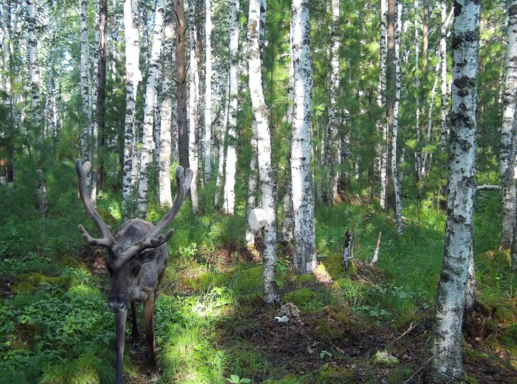 «Роснефть» и ученые РАН выявили стабильность популяции северного оленя в Тюменской области