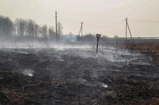 В Тюменской области потушили 7 гектаров лесного пожара