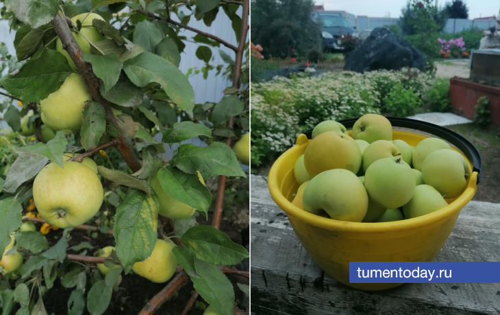 Как лечить болезни плодовых деревьев, рассказала садовод Нина Щербакова