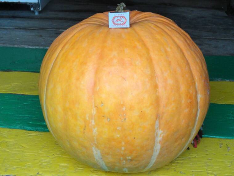 Феномен с родины Распутина