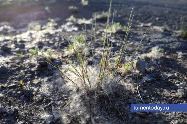 Тюменские улицы накрыл тополиный пух – источник пожарной опасности