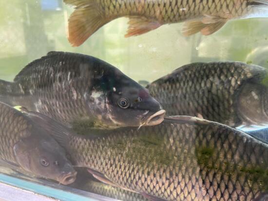 Почти 92 миллиона штук молоди рыб пополнили озера Тюменской области в 2024 году