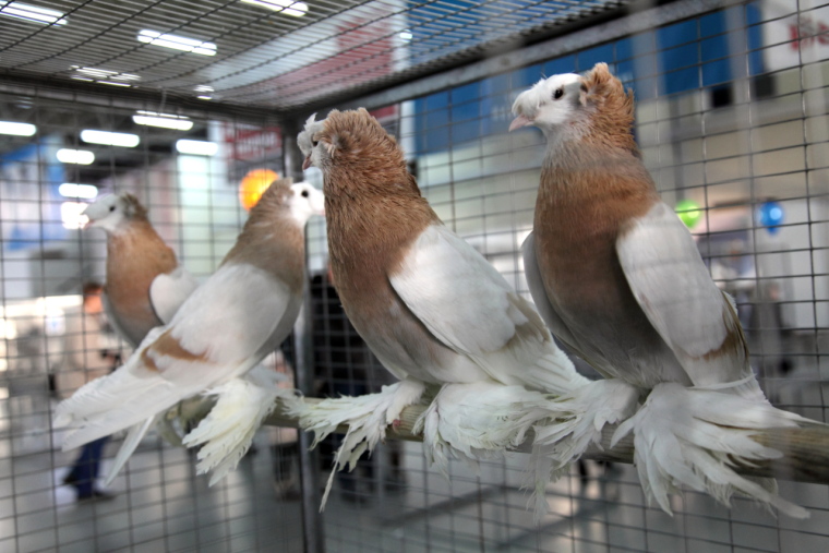 Где птица мира, там надежда