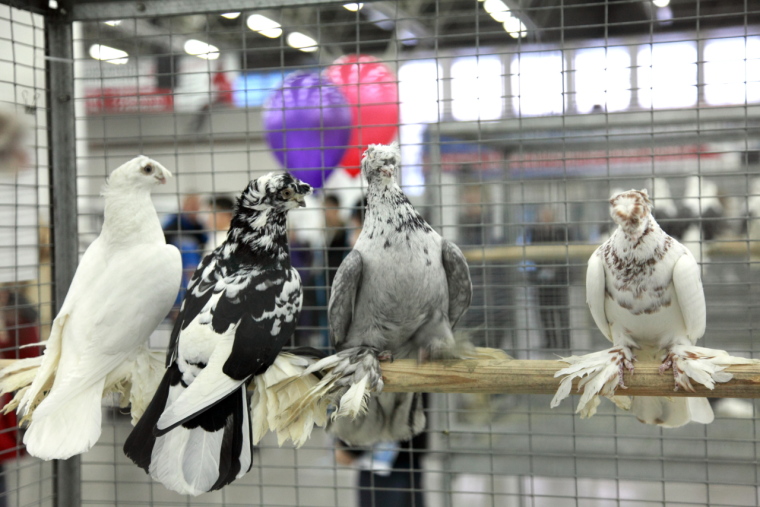 Где птица мира, там надежда