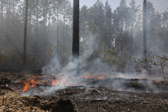 За сутки в Тюменской области ликвидировано 3 лесных пожара на площади 203,3 га