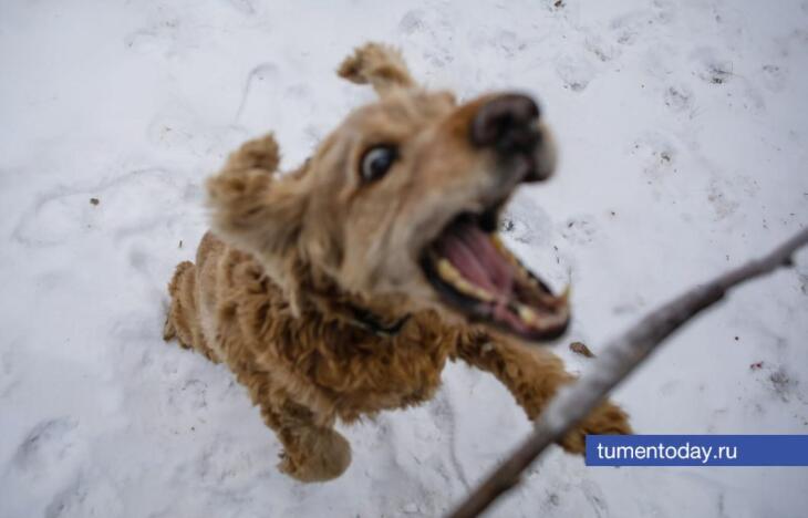 50 тысяч рублей заплатит владелец овчарки, укусившей подростка