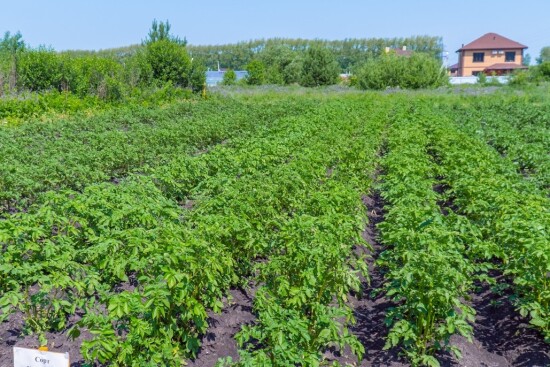 Тюменские селекционеры выращивают оздоровленный семенной картофель для сельхозпредприятий