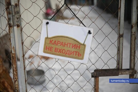 В селах Упоровского и Сладковского округов ввели карантин по бешенству животных