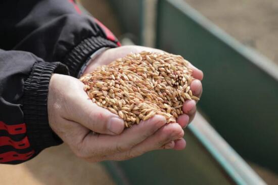 Тюменский Россельхознадзор проконтролировал более полутора тысяч тонн экспортных семян